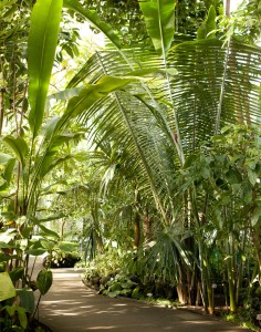 Find caffeine-heavy plants thriving in the Conservatory's tropical houses.