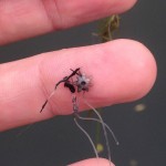 Robin Sleith starry stonewort algae Nitellopsis obtusa 