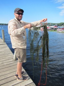 Robin Sleith with starry stonewort (Nitellopsis obtusa). Robert Stewart