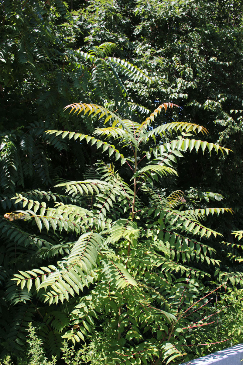 Tree Of Heaven An Immigrant Thriving In New York And Beyond Science Talk Archive