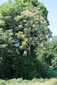 A tree of heaven growing along the Sawmill River Parkway.