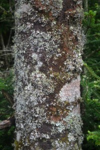 Healthy community of diverse lichens growing on a mature Fraser fir that remains alive.