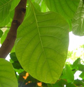 Cinchona leaf