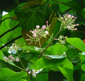 Cinchona in flower