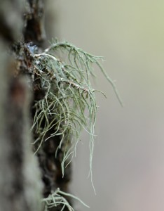 Old man’s beard (Usnea strigosa) on the trunk of an oak tree.