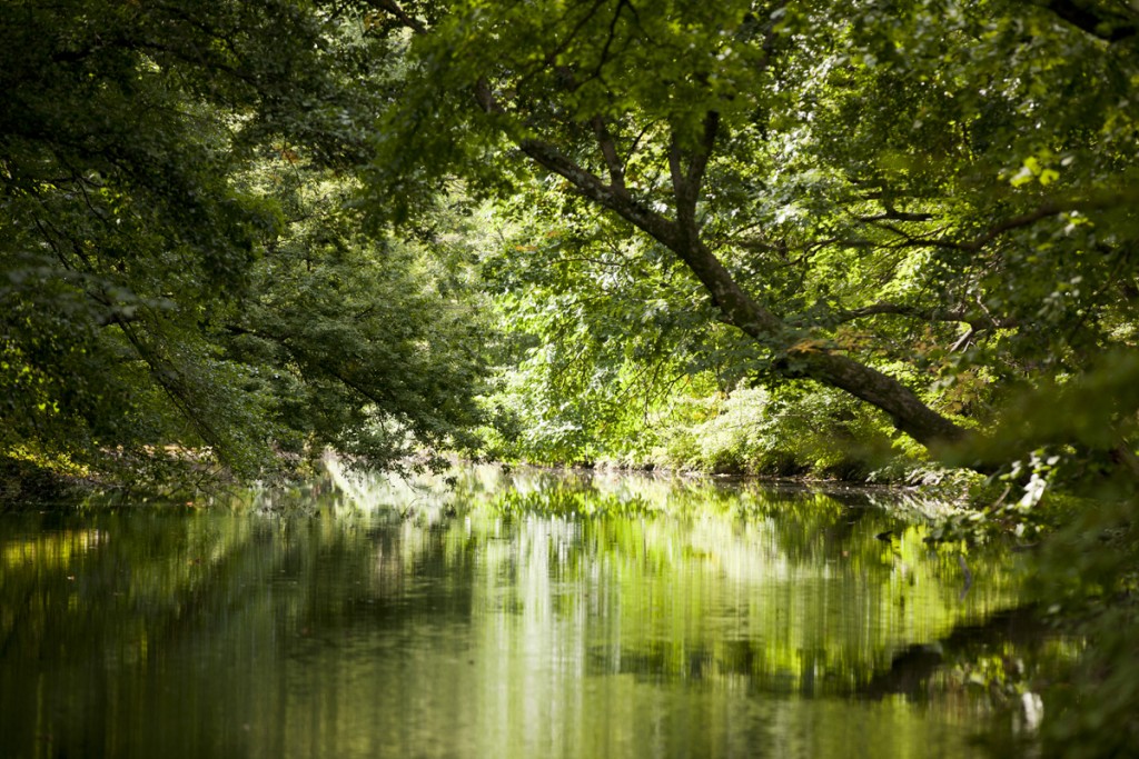 NYBG's Thain Family Forest in summer