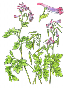Corydalis incisa</em (Bobbi Angell, 2015)