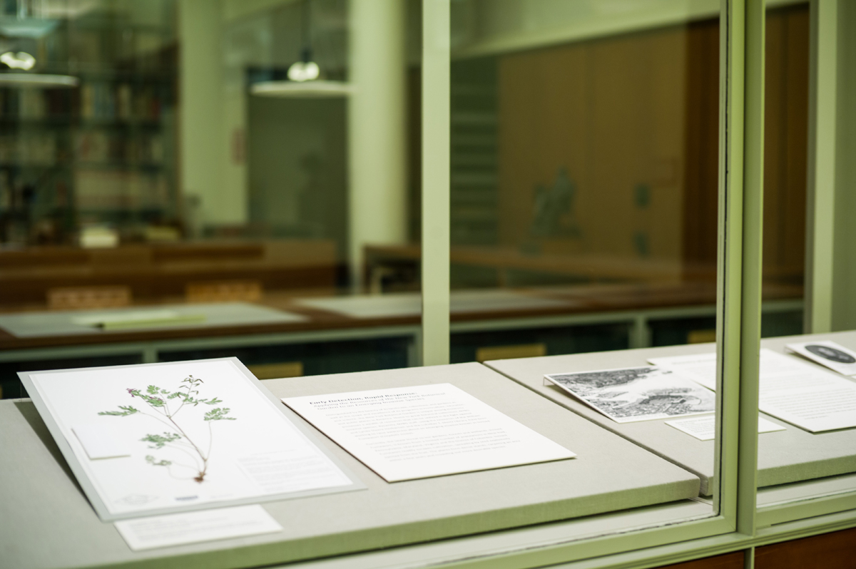 Incised fumewort on display in the LuEsther T. Mertz Library.