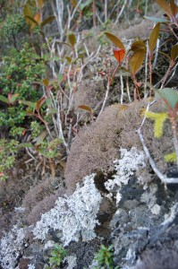 Cladonia_appalachensis_Lendemer