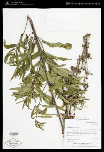 Specimen of Scrophularia orientalis collected in Armenia