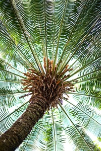 Palms of the World Gallery cycad