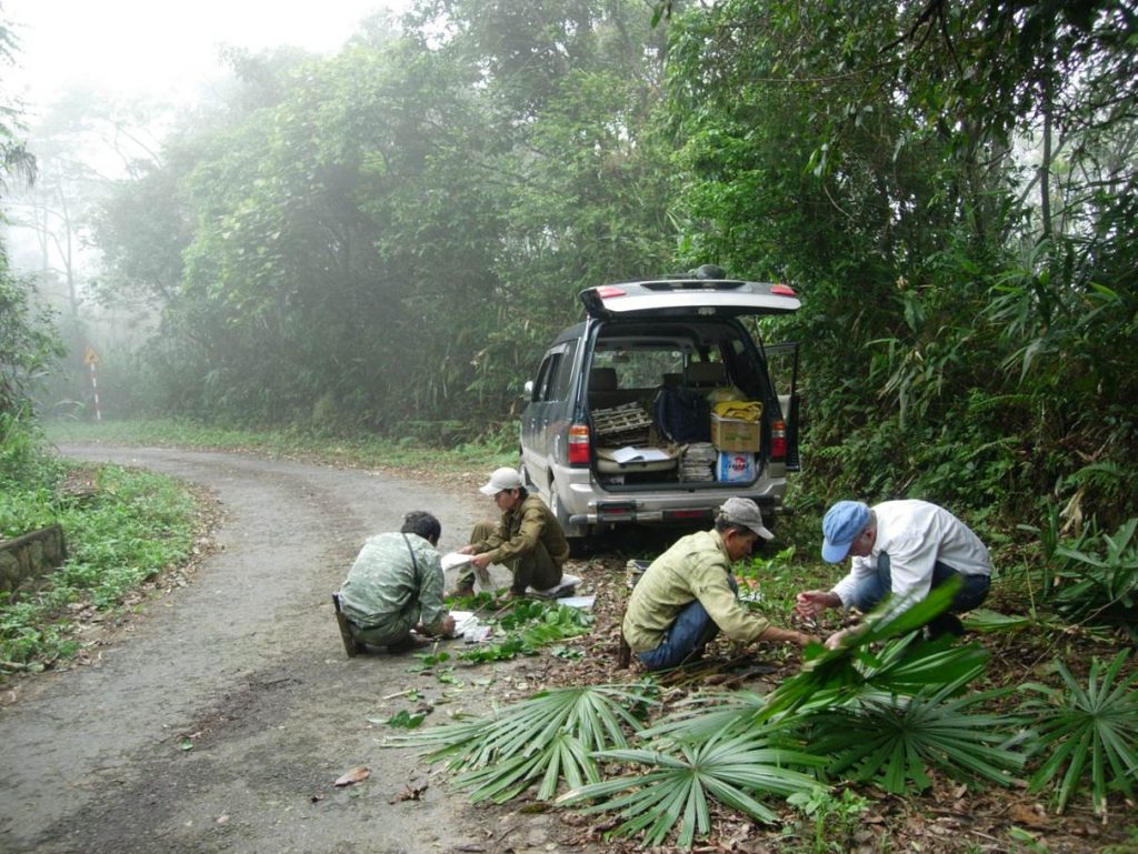 Dr. Henderson (right) and colleagues collecting palm specimens