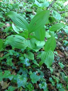 Veratrum viride and Hedera helix