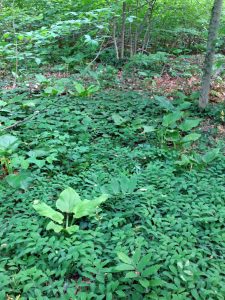 Abundant and diverse herbaceous layer in Garth Woods