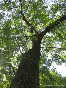 Pumpkin ash tree recently discovered in Central Park