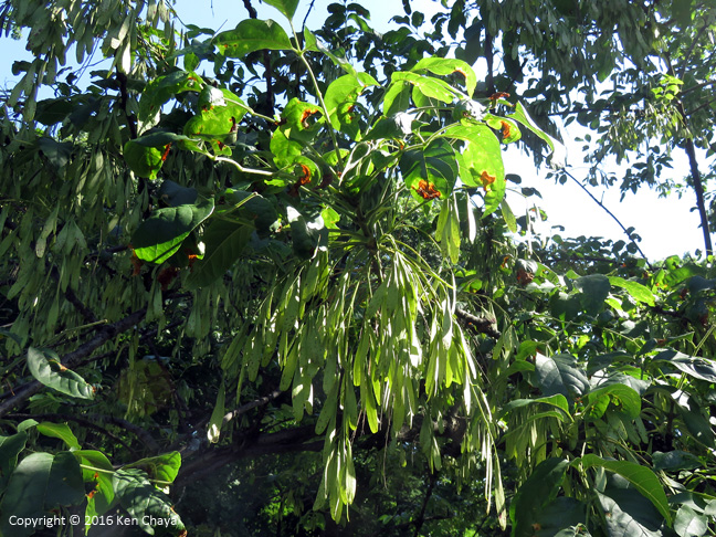 Pumpkin ash fruit