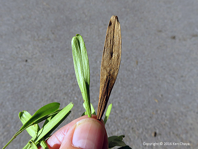 Comparison of green ash fruit (left) and pumpkin ash (right)