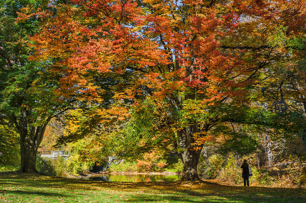 NYBG fall forest foliage