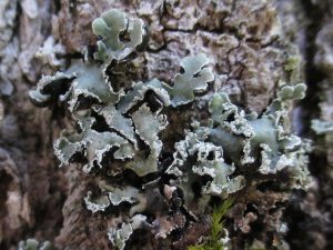Anzia ornata growing on a tree (by Troy McMullin, Ph.D.)