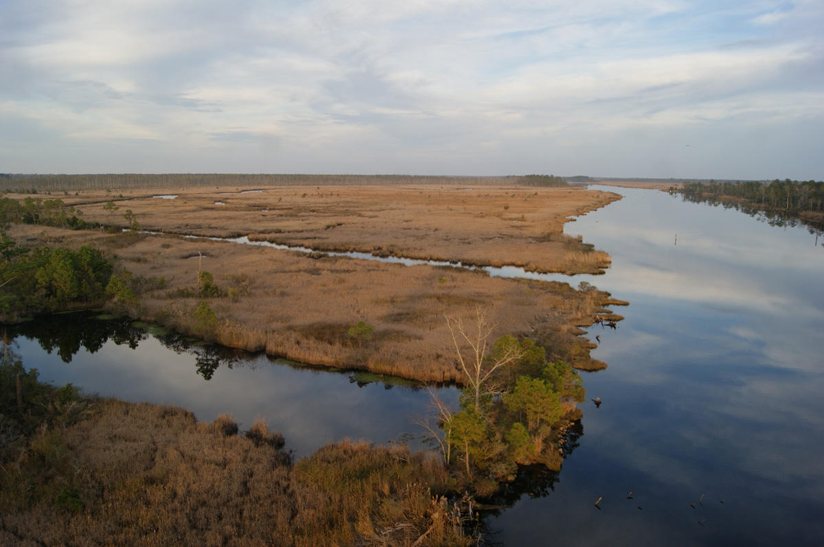 Alligator River, North Carolina (by Andrei Muroz)