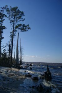 Land loss along the Alligator River (by James Lendemer, Ph.D.)