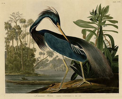 Louisiana Heron (now known as the Tricolored Heron) from John James Audubon’s The Birds of America. Courtesy of the University of Pittsburgh.