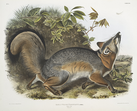 Audubon's Grey Fox