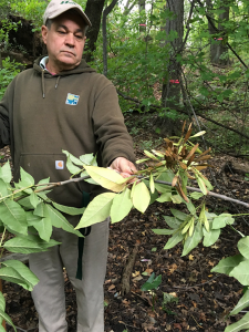 Jim Coelho and pumpkin ash on the Bronx River. Pumpkin ash has the largest fruit of any species in North America.