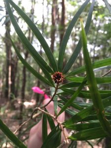 The unique flattened leaf morphology of Pinus krempfii.