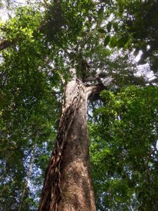 A huge Pinus krempfii reaches for the sky