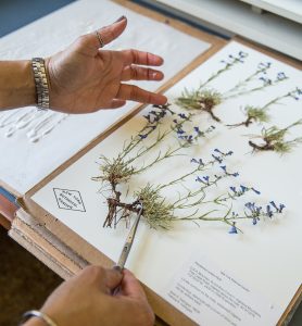 Herbarium