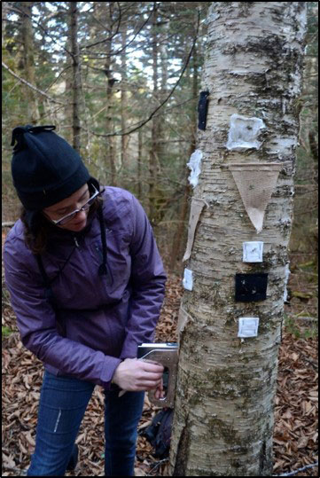 Testing various artificial surfaces for transplanting lichens