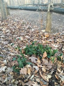 Photo of Italian arum at NYBG
