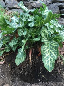 Photo of Italian arum