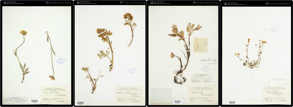 Lindstrom's plants