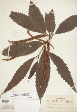 Photo of a specimen