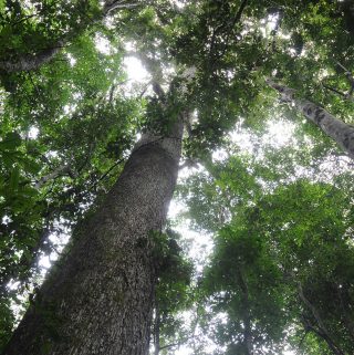 Rain forest in the Brazilian state of Acre