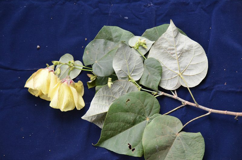 Hibiscus tiliaceus