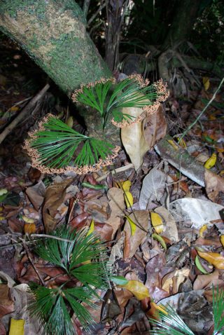 Schizea dichotoma