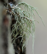 Old Man's Beard