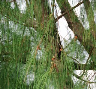 Casuarina_equisetifolia Balick Final