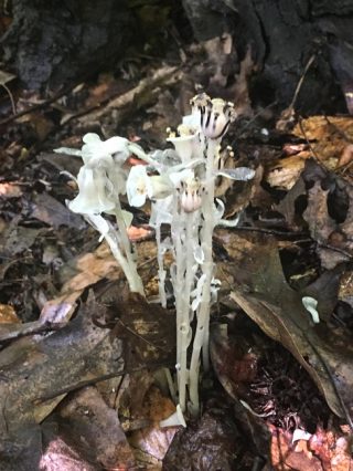 Indian pipes in the Thain Family Forest