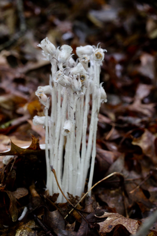 Indian pipes at Clear Creek Metro Park in Hocking County, Ohio