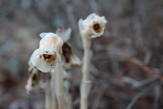 Indian pipes at Arbuckle Wilderness Management Area in Polk County, Florida