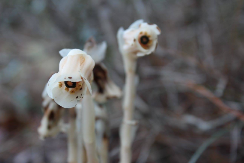 Indian Pipes The Parasitic Plants in Bloom at The New York Botanical