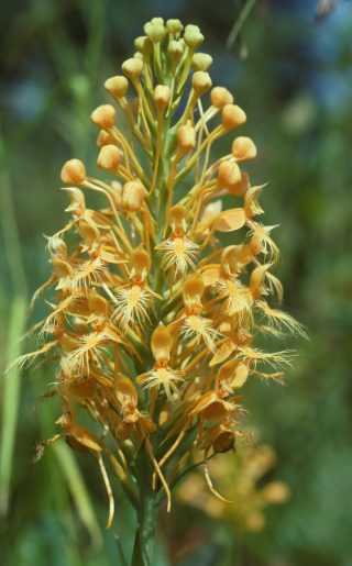 Orange-fringed_Orchid