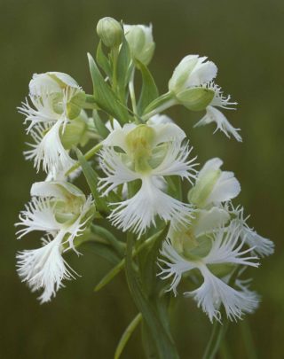 Western_Prairie_Fringed_Orchid