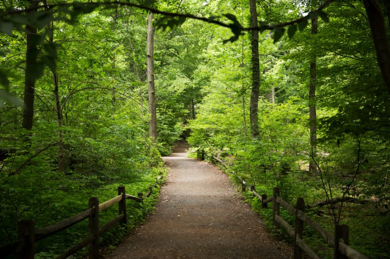Photo of the Thain Family Forest in spring