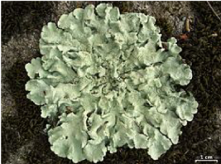 Photo of lichen