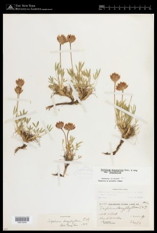 A herbarium specimen of alpine clover (Trifolium dasyphyllum), showing its short stature.